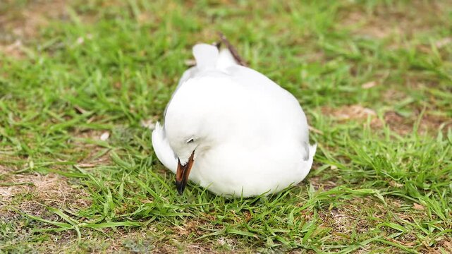 Red-billed Gull Resting on Grass at Apollo Bay