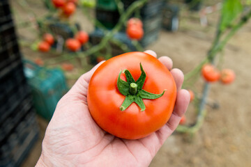 Une main tenant une tomate dans une serre en Espagne,Alméria