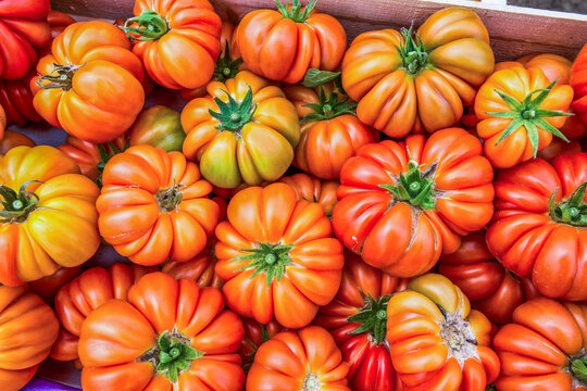 gros plan de tomates vari&eacute;t&eacute; ancienne en vrac dans une serre,Easpagne,Alm&eacute;ria