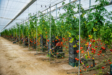 RangÃ©es de plants de tomates dans une serre au moment de la rÃ©colte, Espagne,AlmÃ©ria