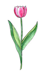 watercolor illustration of pink tulip. spring summer