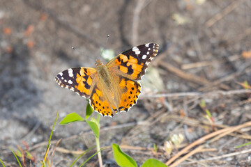 butterfly sits on a flower in the sunny summer day