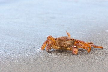 Big crab on the seashore. Close-up