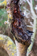 Close-up of a tree trunk covered in golden, translucent resin. The thick, sticky sap glistens in the light, forming natural droplets on the rough bark.