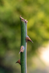 Close-up of a green rose stem with sharp, brown thorns. The thorns protrude along the stem, creating a natural contrast against the smooth surface.