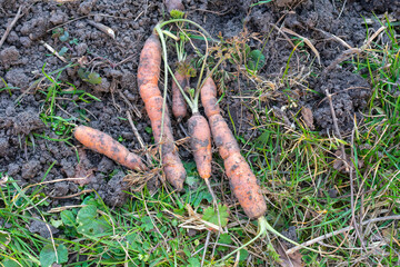 Freshly harvested carrots lying on the soil in a garden. The vegetables are covered in dirt,...