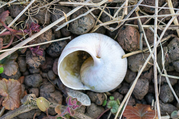 Shell is laying on the ground. It is white and has a hole in the middle. The shell is on top of some rocks.
