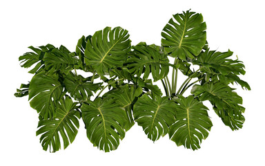 Monstera deliciosa, the Swiss cheese plant or split-leaf philodendron tropical forests. Isolated monstera. © Virgo Oktaviano