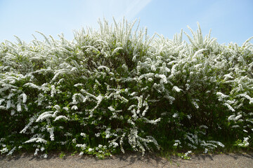 ユキヤナギ　花模様