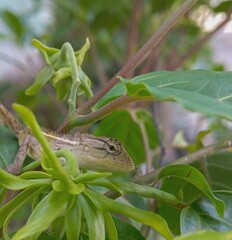 lizard on the tree