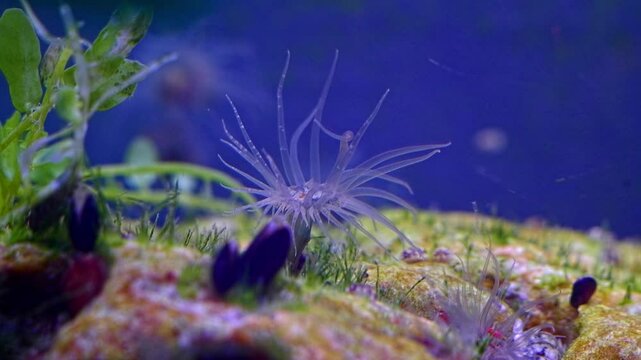invasive predator Actinia sp, possibly Diadumene lineata on coquina stone live rock, hunt with venomous transparent tentacle eat cyclops, green algae, mytilaster mollusk, Black Sea saltwater aquarium