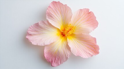 Naklejka premium Close-up of a delicate pink hibiscus flower
