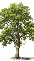 Obraz premium A majestic low poly elm tree stands tall in a classic park setting, its lush green leaves and intricate trunk detailed in a vibrant illustration perfect for design projects and