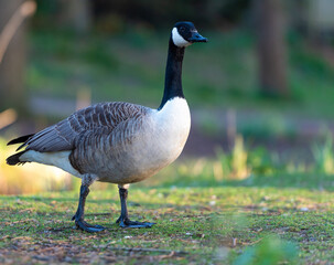 Canada goose