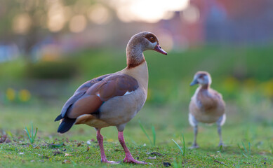 Egyptian Goose