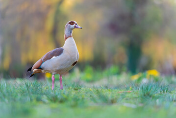 Egyptian Goose
