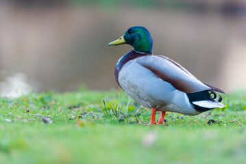 Mallard duck, duck