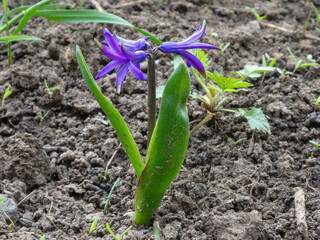 Vibrant Purple Flower Blooming Alone in Early Springtime Garden
