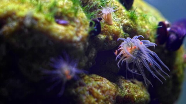 invasive Actinia sp, possibly Diadumene lineata on coquina stone live rock, predator hunt with venomous transparent tentacle and eat cyclops, green chaetomorpha algae, Black Sea saltwater aquarium