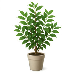 Obraz premium Ficus tree in pot