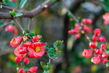 Flowering quince in spring. Branches of ornamental quince covered with intensely red flowers. Photo taken in early spring