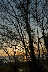 Obraz premium Naples, Trees silhouette