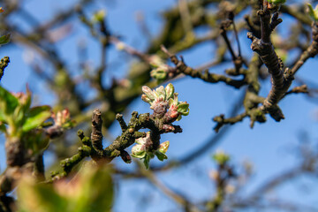 Apple Tree Emerging Buds and Blossoms in Spring. A close-up of apple tree buds against a clear blue sky. Young leaves and delicate flower buds are beginning to unfold, marking the transition from wint