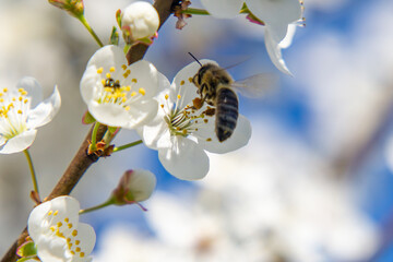 Busy bee at work on a flower. A honeybee, covered in pollen, collects nectar from a white cherry blossom. Close-up shows the pollination process. spring.