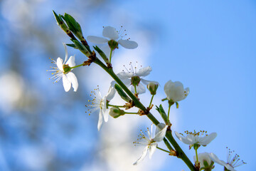 Delicate White Blossoms of a Flowering Tree Branch Against a Soft Blue Spring Sky