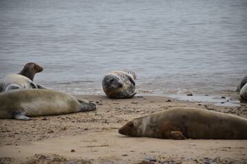 A group of seals lounging on Horsey Gap beach in Norfolk. These marine mammals come here to give birth to their pups.