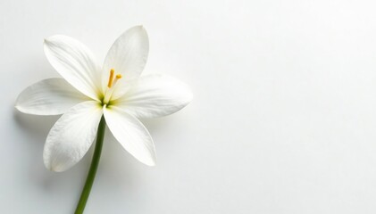 Fototapeta premium Close-up shot of pristine white petals on a stark white background, high resolution, flower, backdrop