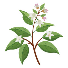Abelia flower on vector art 