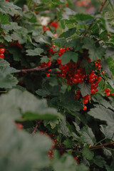 Red berries bush