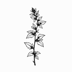 Obraz premium Vintage mint sprig sketch illustration on a white background 