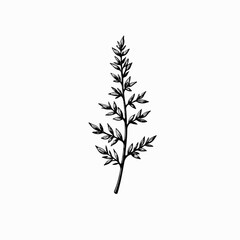 Obraz premium Vintage Thyme Sprig Illustration in Black and White 