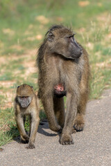 Baby Baboon finding protection at his mother  in the Kruger National Park in South Africa 