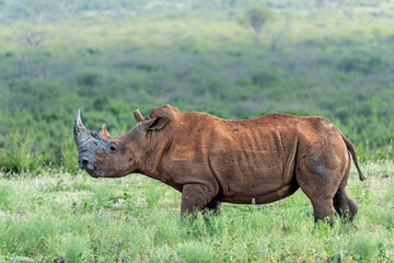 Obraz premium White Rhinoceros bull walking in a private game reserve in South Africa