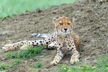 Young Cheetah (Acinonyx jubatus) searching for prey in the late afternoon in Madikwe Game Reserve in South Africa