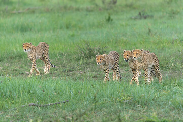 Young Cheetah (Acinonyx jubatus) searching for prey in the late afternoon in Madikwe Game Reserve...