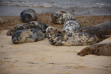 Fototapeta premium Seals lounging on Horsey Gap beach in Norfolk, a natural habitat for seal pups and their mothers during the breeding season.