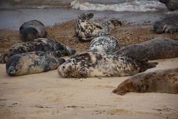 Fototapeta premium A group of seals resting on the beach at Horsey Gap, Norfolk. This image captures their natural behavior as they come ashore to give birth.