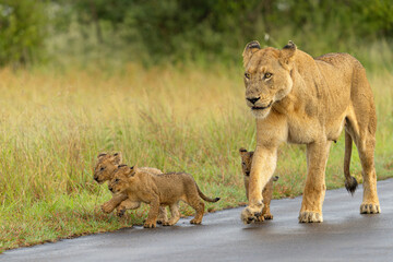 Lion cubs walking with mum in the rain in Kruger National Park in South Africa