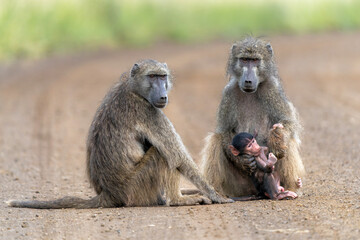 Naklejka premium Baby Baboon finding protection at his mother in the Kruger National Park in South Africa 
