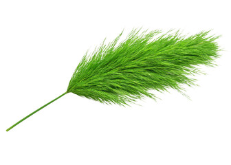Green horsetail plant isolated on transparent background. Concept of nature, botany, and plant life.