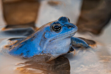 Male moor frog turned blue during mating season.