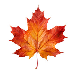Fototapeta premium maple leaf isolated on white