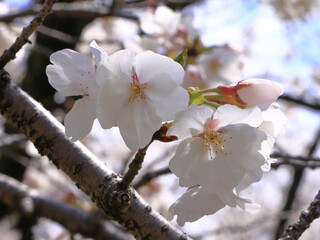 都心散歩　桜満開の浜離宮