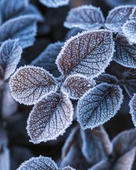 Abstract patterns of frost on leaves creating intricate crystalline textures, capturing the delicate and frozen beauty of winter's chill in close-up detail