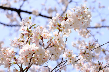 都心散歩　桜満開の浜離宮
