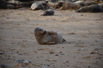 Fototapeta premium A resting seal on the beach, surrounded by others. The sandy shore provides a tranquil setting for these marine animals.